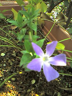 a0065800_1530785.jpg