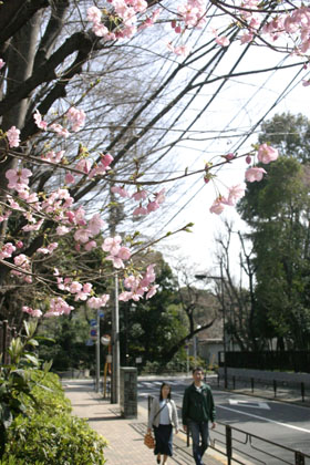 はな便り☆ 谷根千のお花_d0145600_08991.jpg