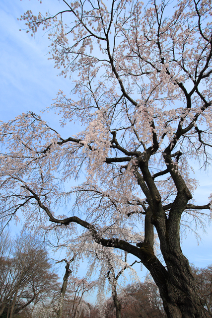 多磨墓地のしだれ桜_e0031502_11421767.jpg