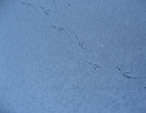 c0156907_7253732.jpg