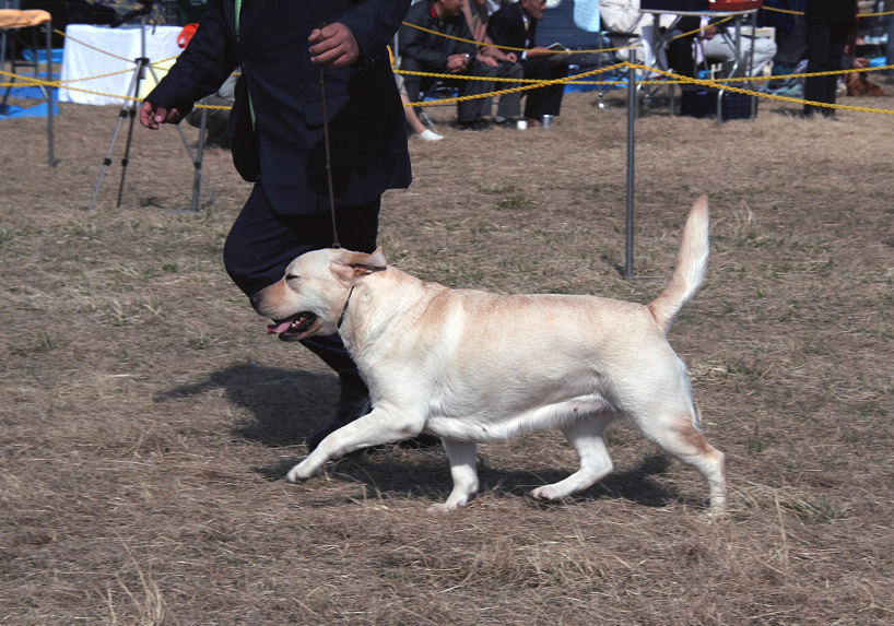 茨城県クラブ連合会展_d0151813_37887.jpg