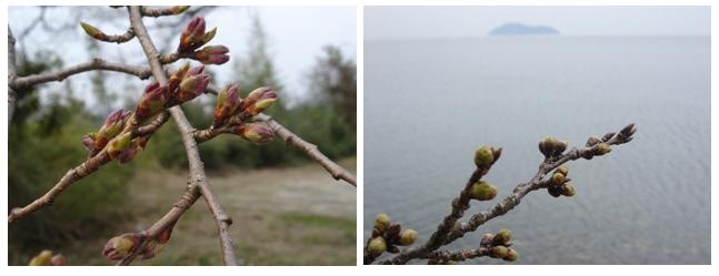 くつき桜街道の桜　　　朽木小川・気象台より_c0044819_7532940.jpg