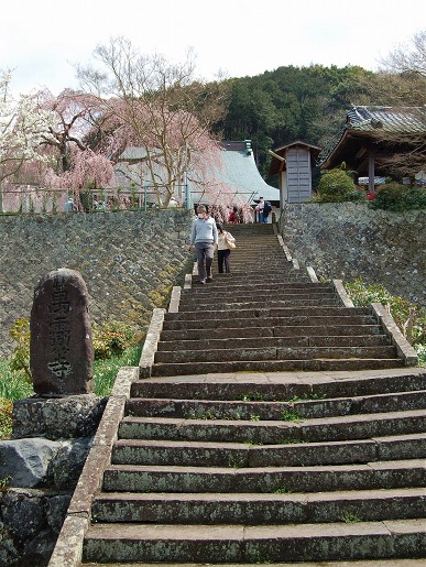 龍源院のしだれ桜_a0087927_011483.jpg