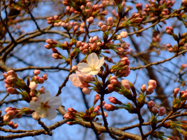 桜、咲き始めましたね〜。。。染井吉野_f0153529_16322084.jpg