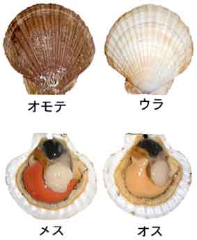ホタテ貝　/　そのオス・メスそしてウラ・オモテ_b0003330_121953.jpg