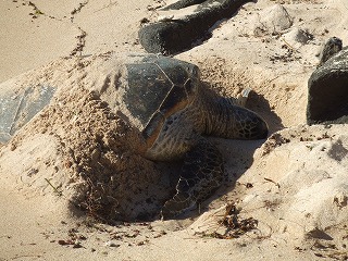 　　NORTH  SHORE  &  SEA  TURLES_b0111632_15271853.jpg