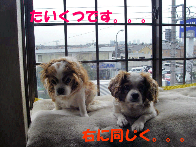 c0136838_13531746.gif