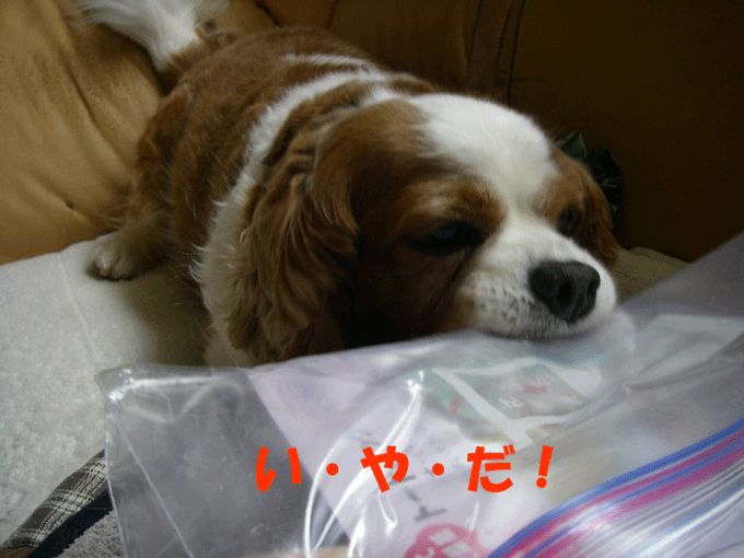 c0136838_1423892.gif
