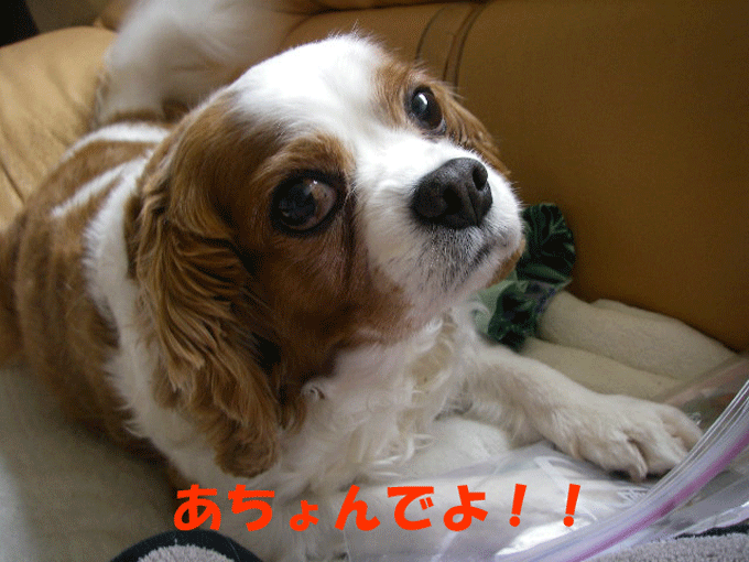 c0136838_148226.gif