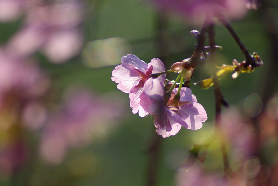 Flower&Green　Vol.4　「河津桜」_b0124449_19241555.jpg