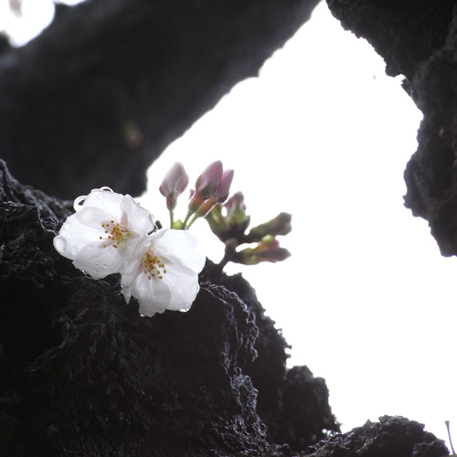 雨あがりの桜_d0123171_154914.jpg