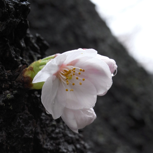 雨あがりの桜_d0123171_15491817.jpg