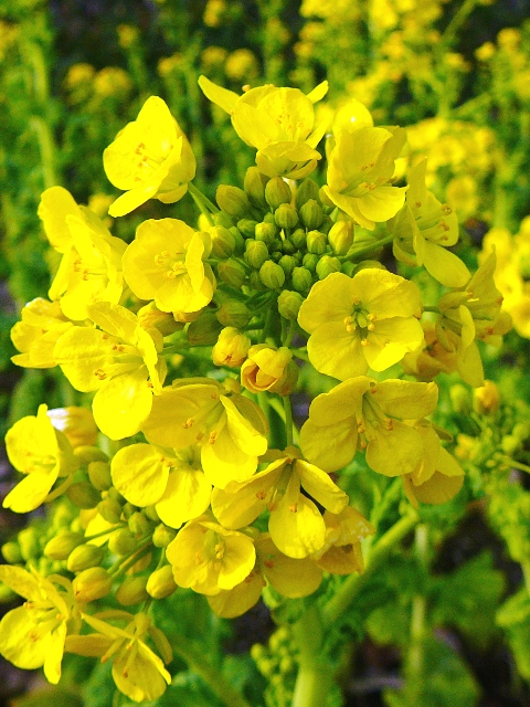 国営飛鳥歴史公園の甘樫丘地区の万葉植物花壇の菜の花 まほろばの国から 写真館 国営飛鳥歴史公園の甘樫丘地区の万葉植物花壇の菜の花 まほろばの国から 写真館