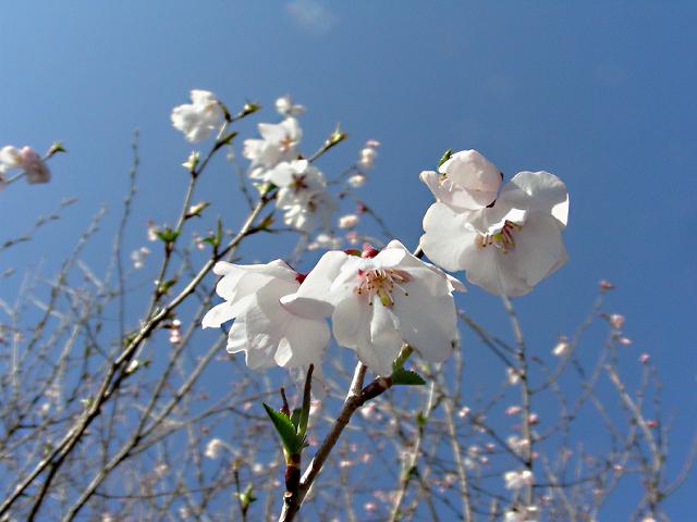 早咲きの桜_a0044076_1204599.jpg