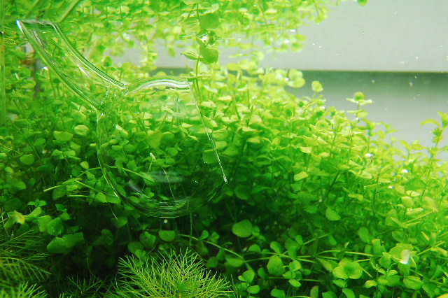 Do！aqua/ADAバイオレットグラス給水管アクアリウム どんぐり様ADA