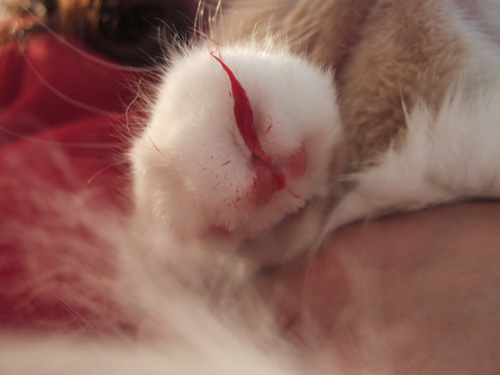マルコ 病院へいく 猫と猫と椅子の日々