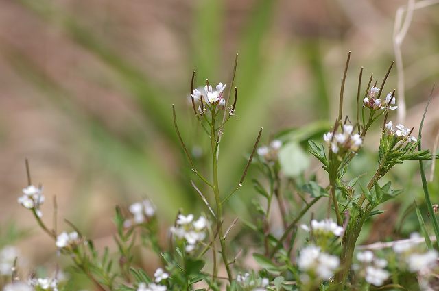e0070891_18445572.jpg