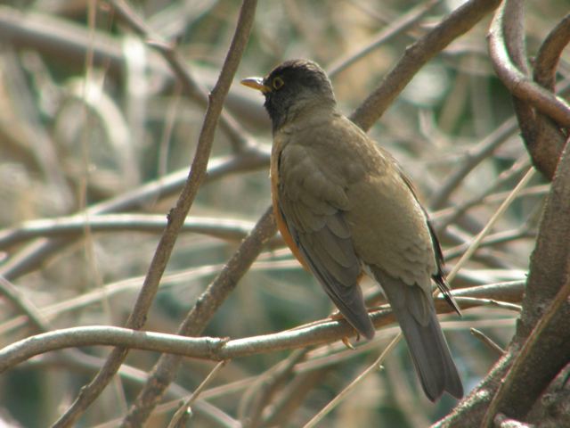 貝殻橋　亜種オオアカハラ？_d0146592_21484668.jpg