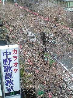 桜情報_d0003502_10244062.jpg