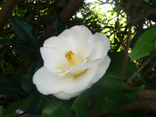 c0097309_2157790.jpg