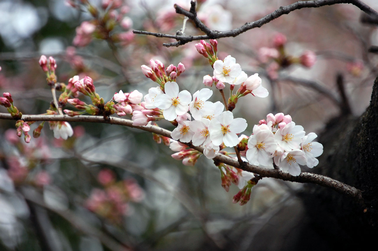 青山墓地の桜　１_d0085413_14403845.jpg