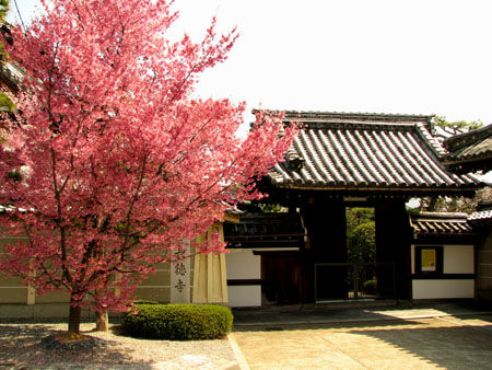 長徳寺のオカメ桜_e0048413_2227305.jpg