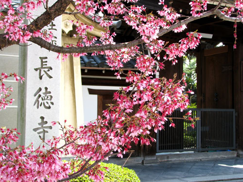 長徳寺のオカメ桜_e0048413_22274847.jpg