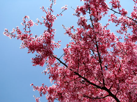 長徳寺のオカメ桜_e0048413_2228183.jpg