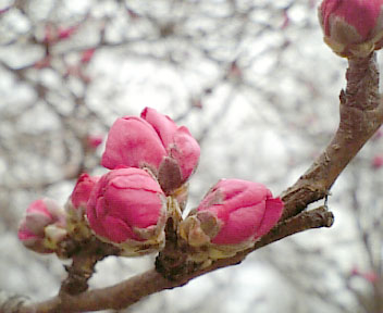 a0087120_1841529.jpg