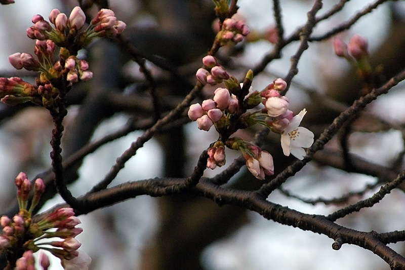 染井吉野の開花_d0018223_737818.jpg