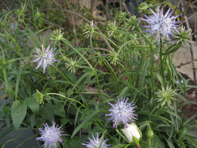 c0102228_20787.jpg