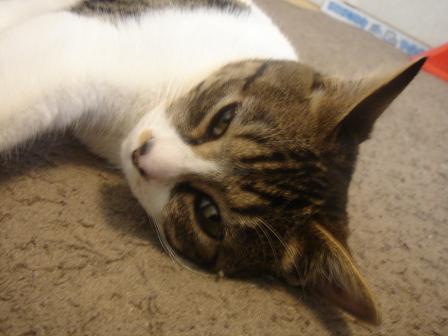 ウインク あんちゃん ゆずあんず日記