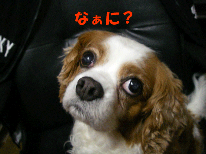c0136838_1813368.gif