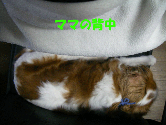 c0136838_1825048.gif