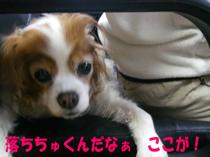 c0136838_1863114.gif
