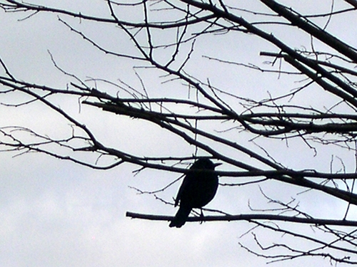 この鳥が来たらドイツは春です エルザのお部屋 Willkommen Bei Meinem Blog この鳥が来たらドイツは春です エルザのお部屋 Willkommen Bei Meinem Blog