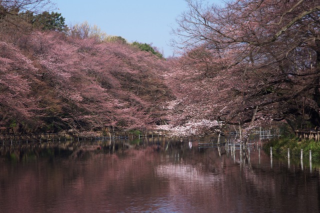 満開寸前・K20Dで撮る「井の頭公園サクラ日記 その2」_a0009142_2146959.jpg