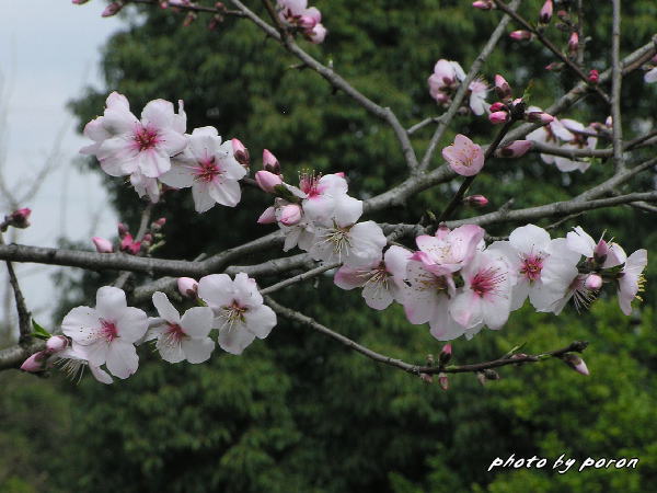 山田池公園のスモモ園が一段と華やかになってきました。_c0137342_8521340.jpg