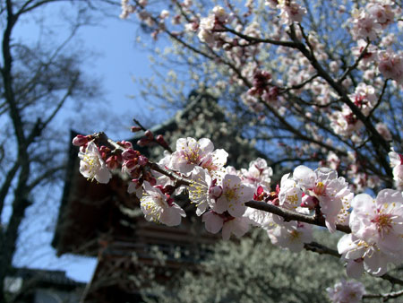 ３月２５日　専称寺の梅と松ケ岡公園の桜_f0105342_16204843.jpg