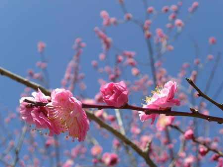 ３月２５日　専称寺の梅と松ケ岡公園の桜_f0105342_1621999.jpg