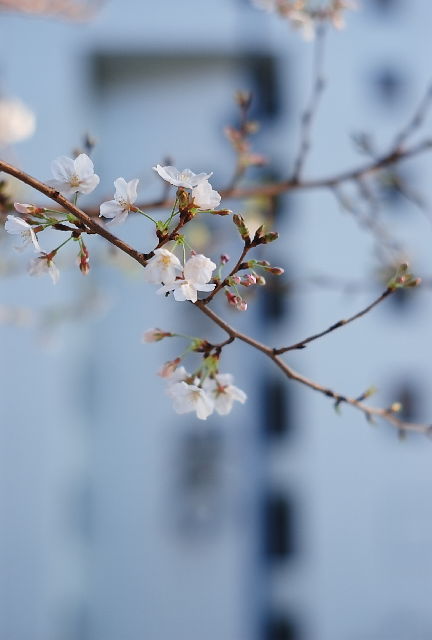 薔薇のない花屋_c0009443_20392692.jpg