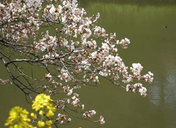 卒業・・・「桜」_d0135343_232409.jpg