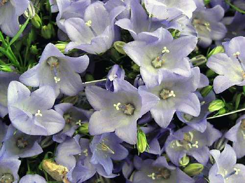 f0031546_21432525.gif