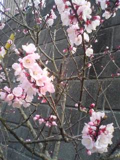 さくら咲く_f0044846_113146100.jpg