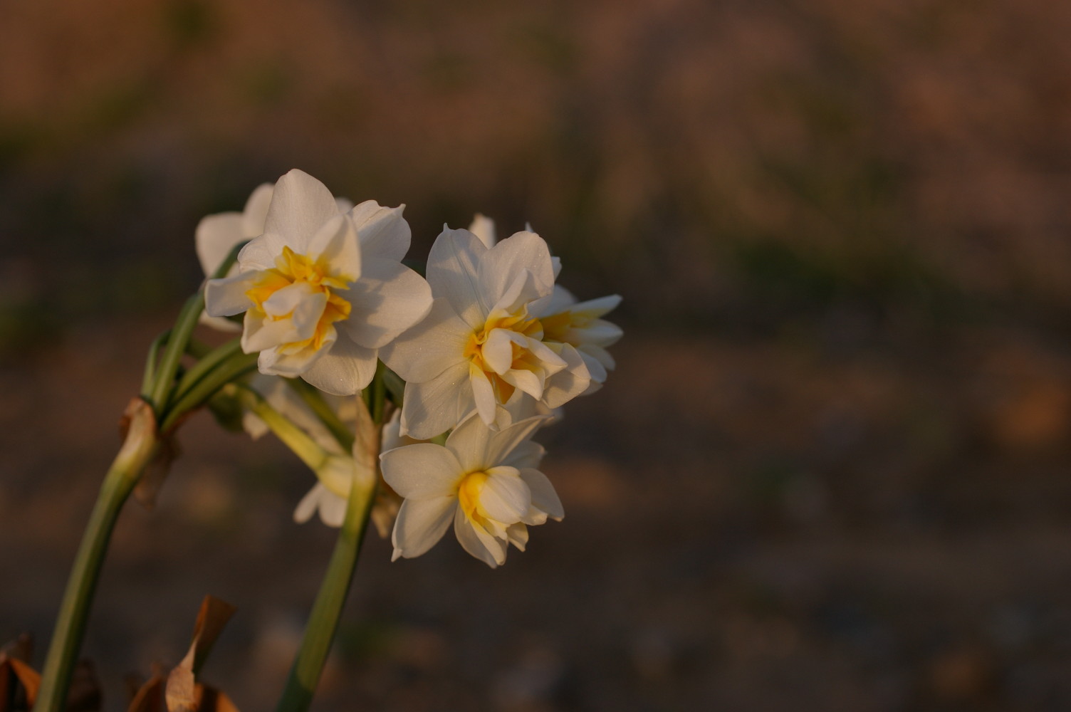 春の夕日_d0077758_2353569.jpg