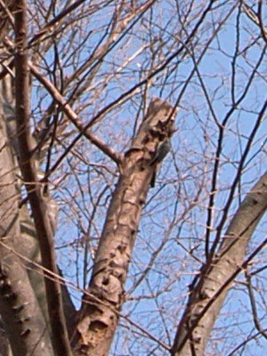 e0128359_1113869.jpg