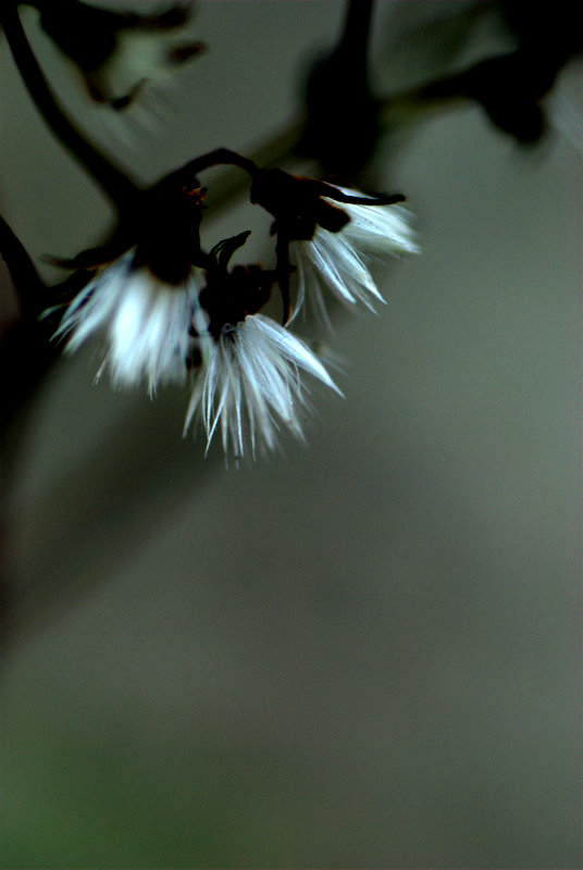 a0105281_17302791.jpg