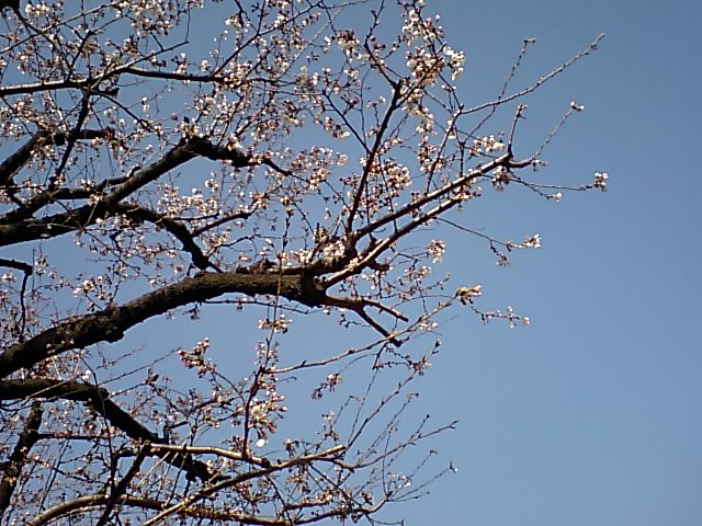 ３月２５日午前９時前の東京・桜_d0027795_857127.jpg