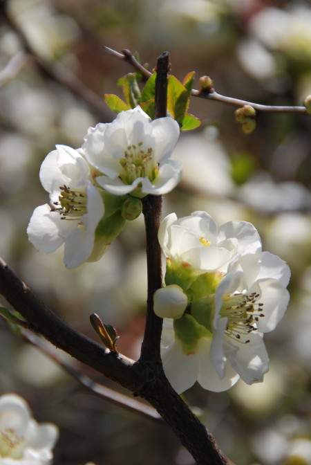 神代植物園_a0053796_71607.jpg