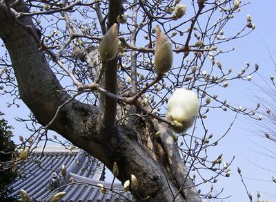 荒川土手ー東京大仏～板橋植物園ウォーク_c0124497_0372998.jpg